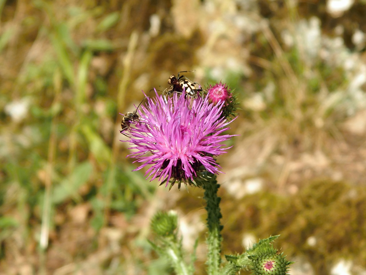 Thistle,  Vabalai, Nemokamos Nuotraukos,  Nemokama Licenzija