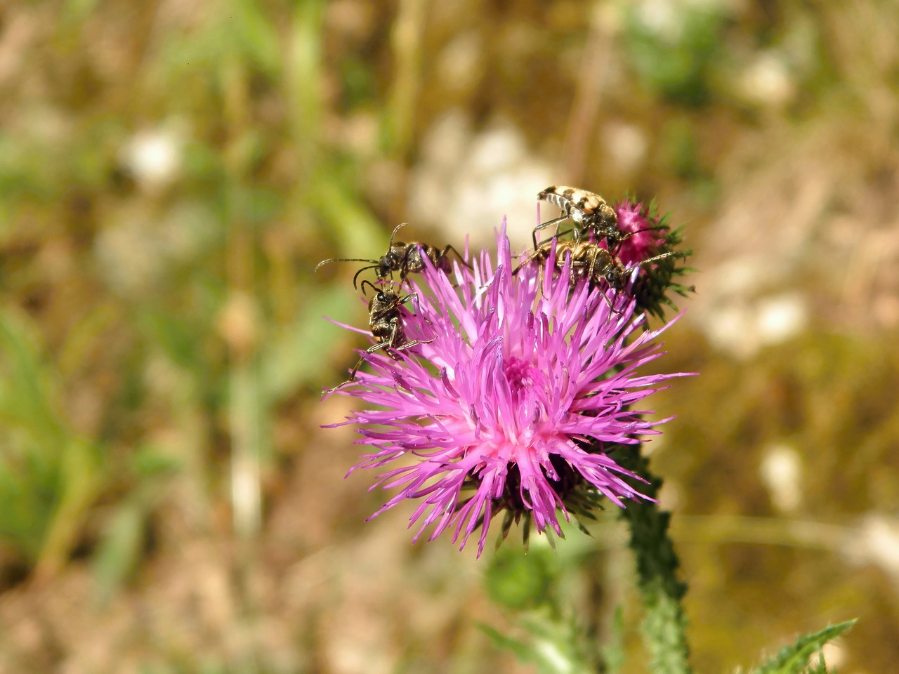 Thistle,  Vabalai, Nemokamos Nuotraukos,  Nemokama Licenzija