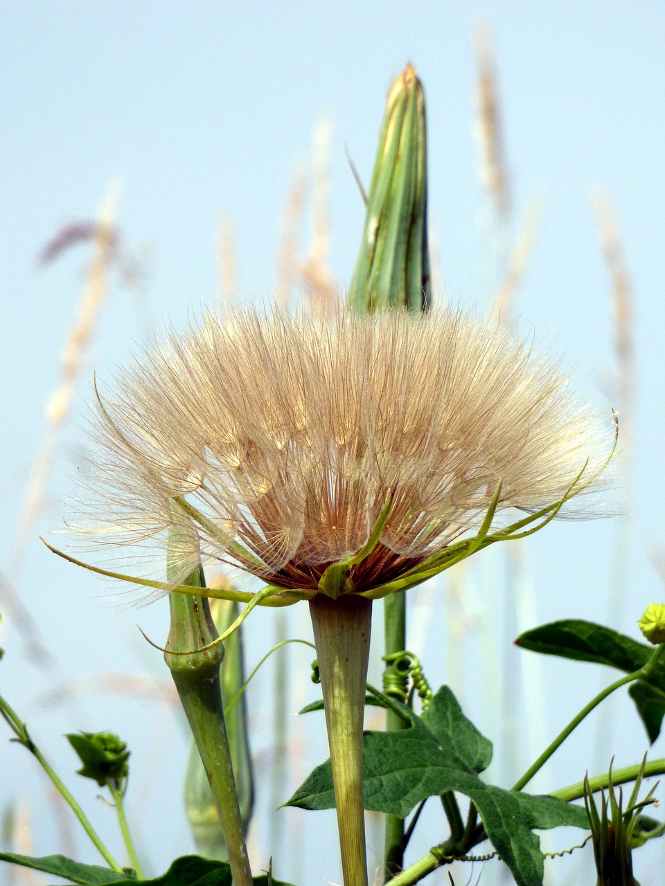 Thistle,  Gėlė,  Lapų,  Strypas,  Pobūdį,  Laukas,  Laukinių Gėlių, Nemokamos Nuotraukos,  Nemokama Licenzija