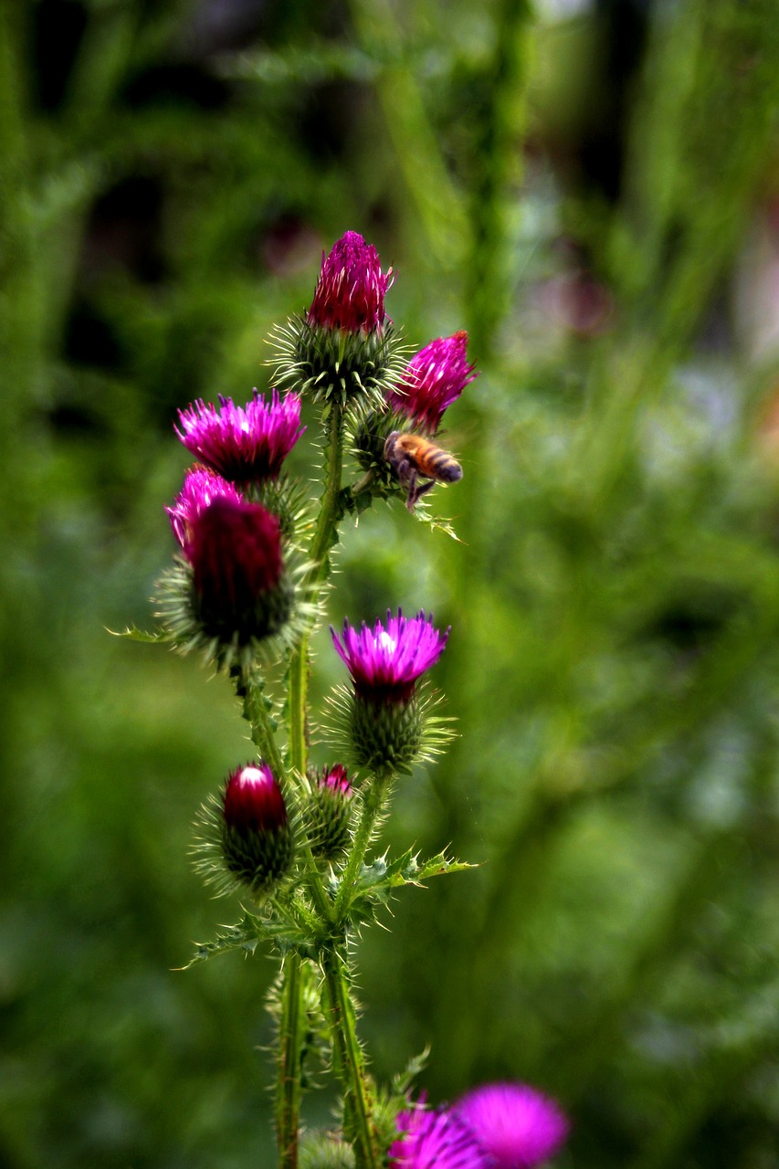 Thistle,  Re,  Gėlės,  Augalai,  Pritvirtinti,  Vabzdžiai,  Bičių,  Parkas,  Booger Usnis,  Booger Gėlės