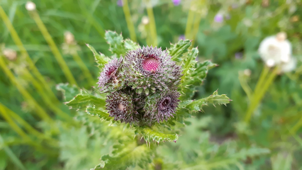 Thistle,  Gėlė,  Vasara,  Švedija, Nemokamos Nuotraukos,  Nemokama Licenzija