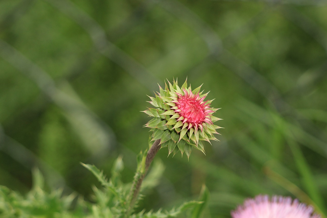 Thistle,  Augalų,  Gėlė,  Botanikos, Nemokamos Nuotraukos,  Nemokama Licenzija