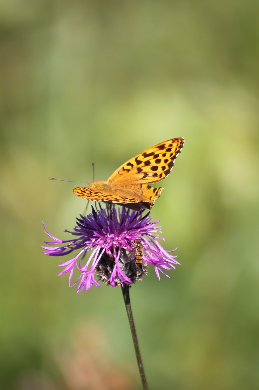 Thistle,  Drugelis,  Vabzdys,  Pobūdį,  Žiedas,  Žydi,  Gėlė,  Violetinė,  Thistle Gėlė, Nemokamos Nuotraukos