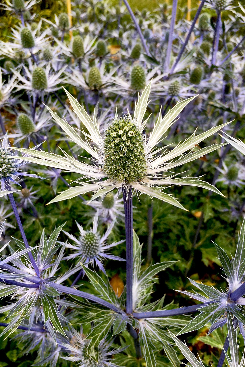 Thistle,  Augalų,  Žalias,  Lauke,  Pobūdį,  Vasara,  Gėlė,  Botanikos,  Tekstūros,  Spygliuotas