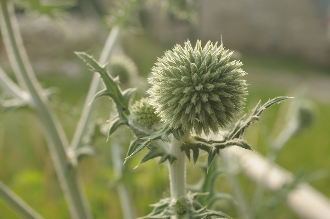 Thistle,  Piktžolių,  Pobūdį,  Bud,  Gėlė, Nemokamos Nuotraukos,  Nemokama Licenzija