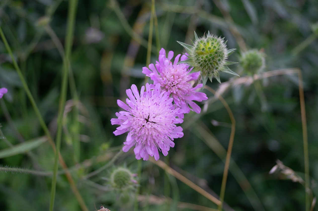 Thistle,  Gėlė,  Rožinis,  Pobūdį,  Violetinė,  Vasara,  Žolė,  Piktžolių,  Sodas,  Žalias