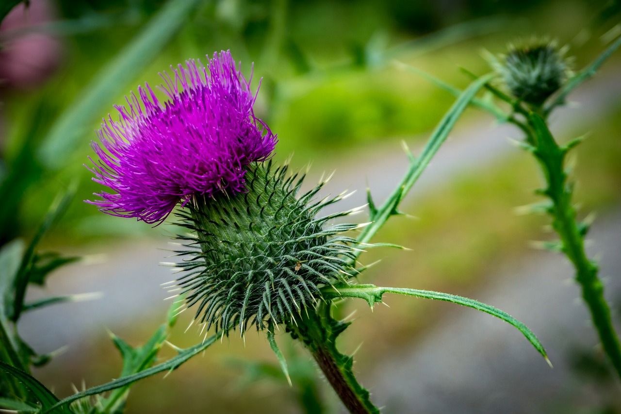 Thistle,  Žiedas,  Žydi,  Gėlė,  Miškas,  Pobūdį,  Floros,  Violetinė,  Iš Arti,  Dygliuotas