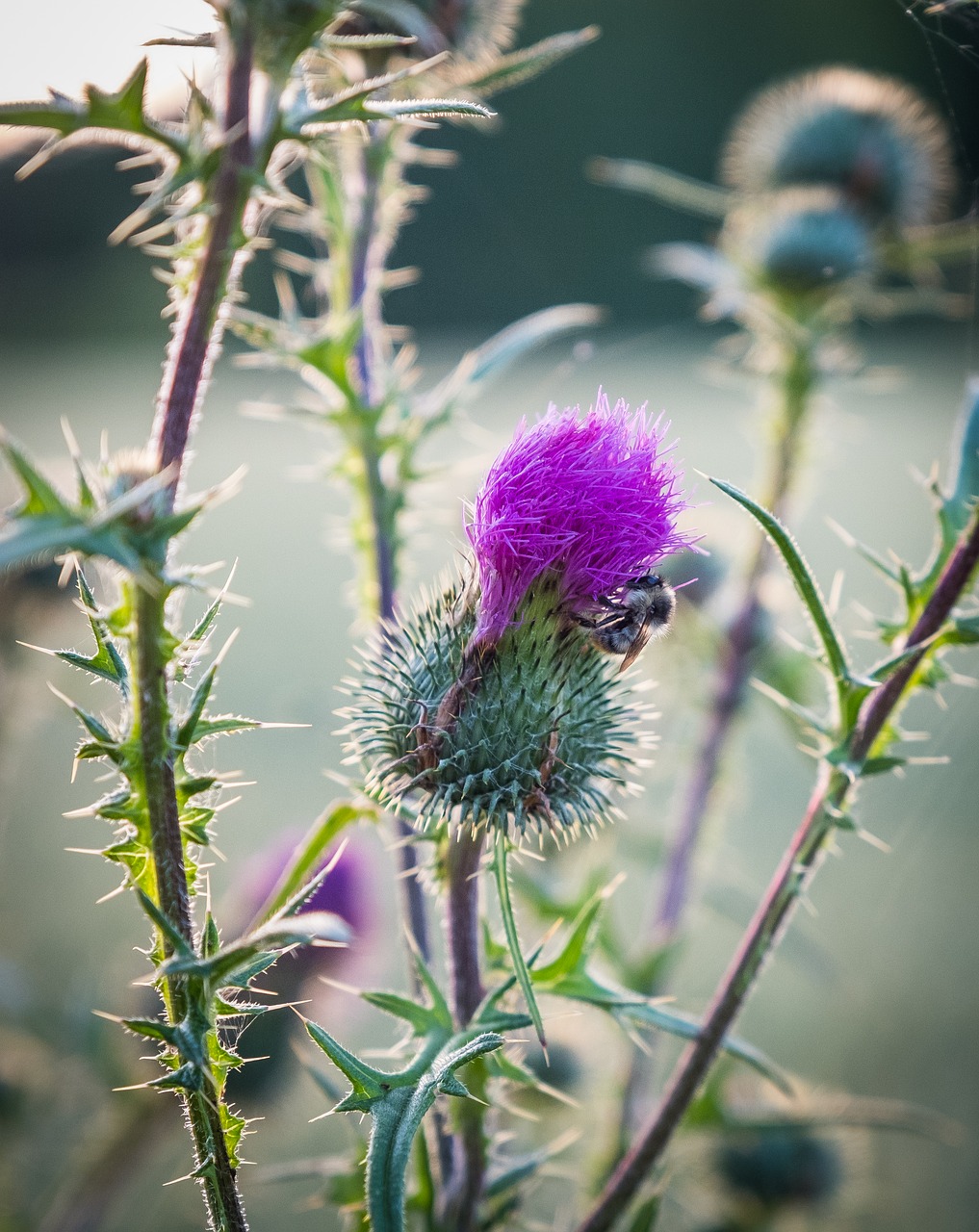 Thistle,  Krūmas,  Žalias,  Violetinė,  Žydi,  Bud,  Pobūdį,  Augalų,  Iš Arti,  Vasara