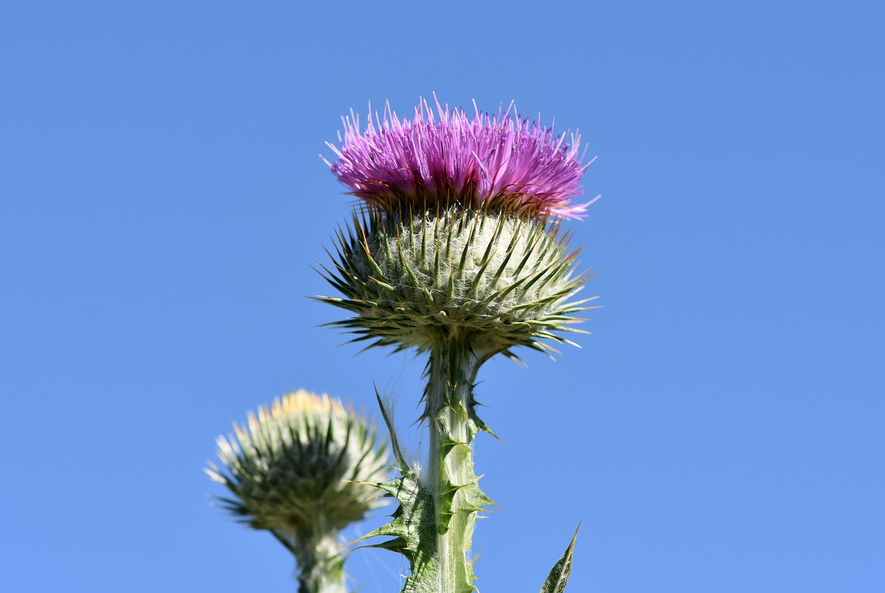 Thistle,  Asilas Usnis,  Įprasta Asilas Usnis,  Paskatinti,  Dygliuotas,  Gėlė,  Augalų,  Sodas,  Gamta, Nemokamos Nuotraukos