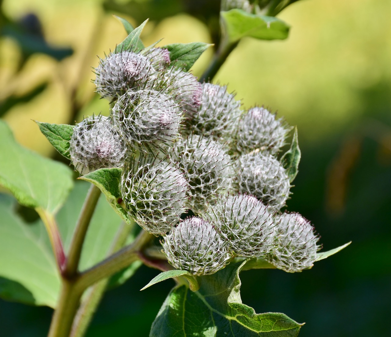 Thistle,  Lidpūka,  Gėlių Vainikinių,  Acker Usnis,  Floros,  Ostrożeń Arvense,  Laukinių Gėlių,  Augalų,  Pobūdį,  Gėlė