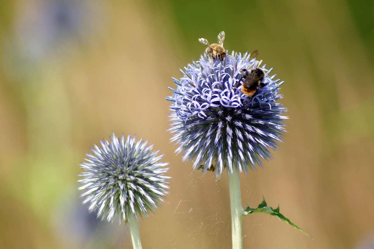 Thistle,  Gėlė,  Bičių,  Bitės,  Pobūdį,  Žiedas,  Žydi,  Augalų,  Floros,  Violetinė