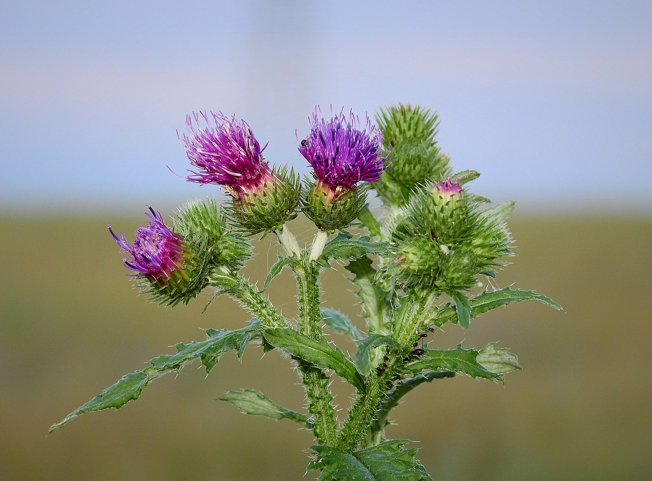 Thistle,  Pobūdį,  Gėlė,  Startukai, Nemokamos Nuotraukos,  Nemokama Licenzija