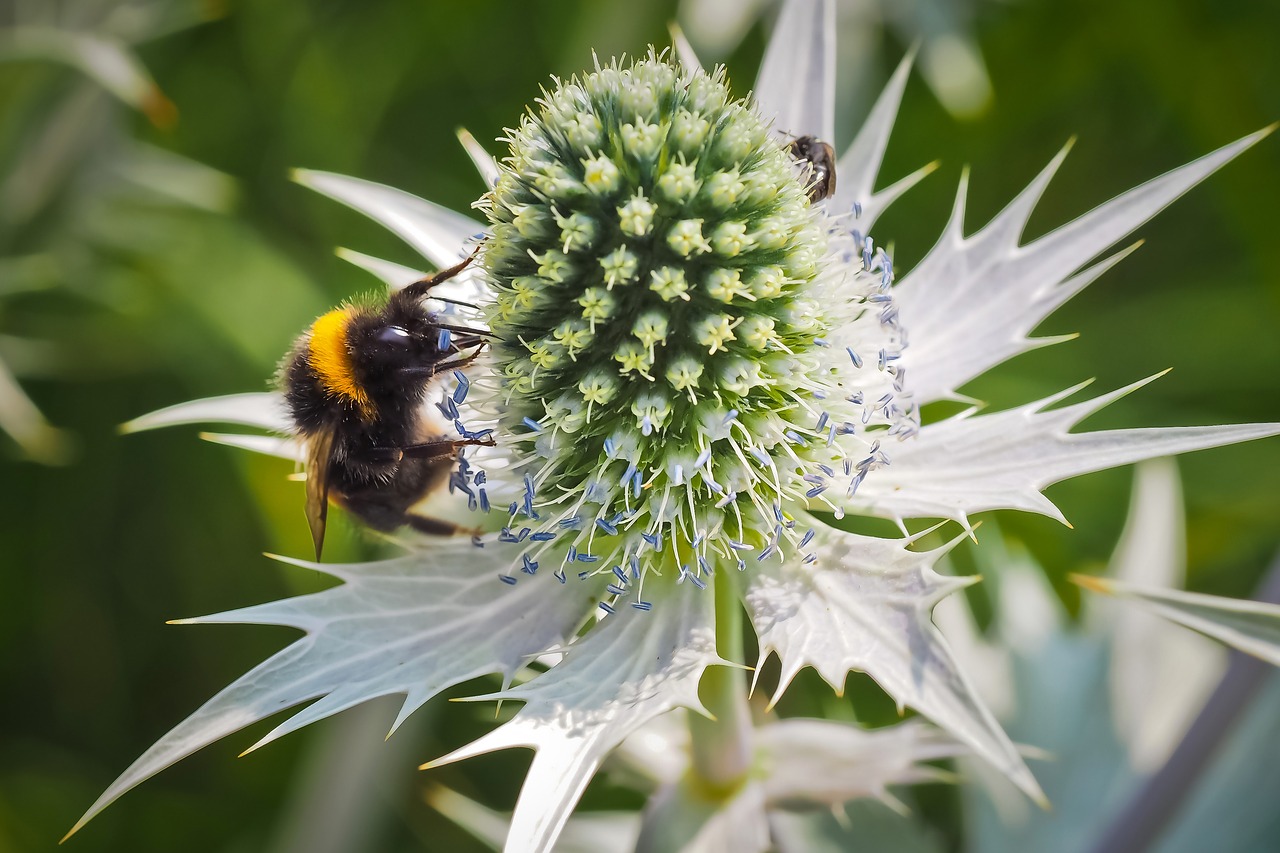 Thistle,  Balta Usnis,  Baltos Spalvos,  Pobūdį,  Augalų,  Floros,  Gėlė,  Žiedas,  Žydi,  Vasara