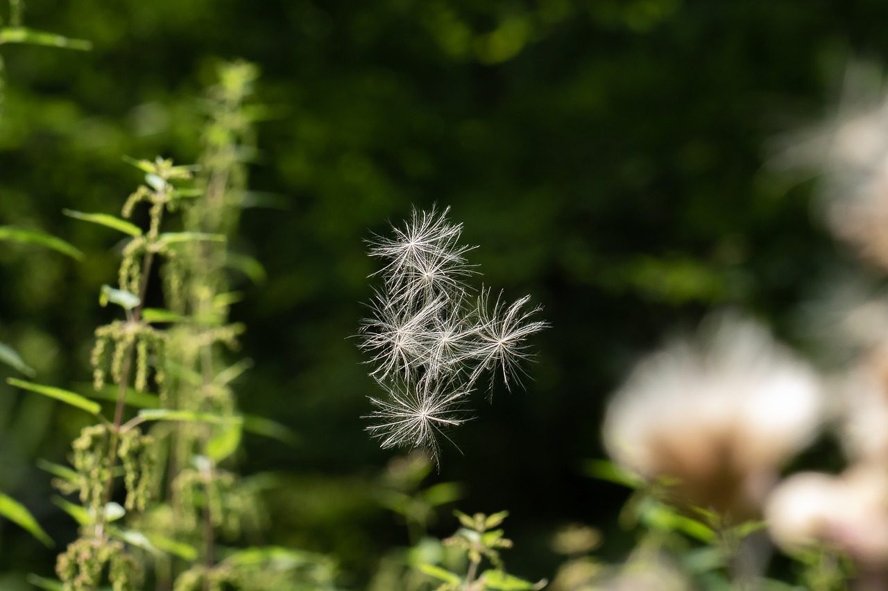 Thistle,  Plaukioja Sėklų,  Subtilus,  Gerai,  Vėjo,  Mirguliavimas,  Elegantiškas,  Žiedas,  Žydi,  Prarastas