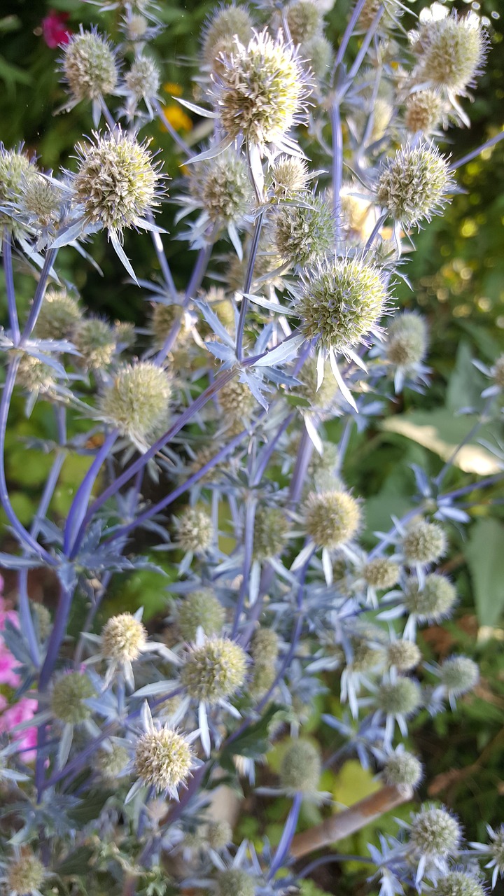 Thistle,  Gėlė,  Gėlės,  Augalų,  Sodas,  Lauko,  Mėlyna,  Violetinė,  Žalias, Nemokamos Nuotraukos