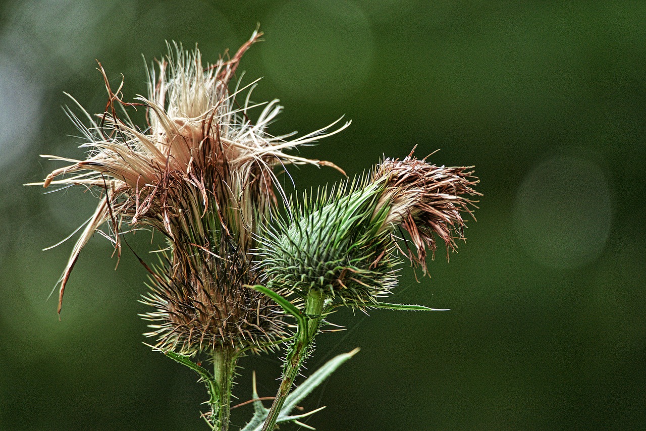 Thistle,  Žiedynai,  Ap,  Iš Arti,  Pobūdį,  Augalų,  Cirsium,  Žydėjimo,  Būti Kurstanći,  Šliaužti Usnis