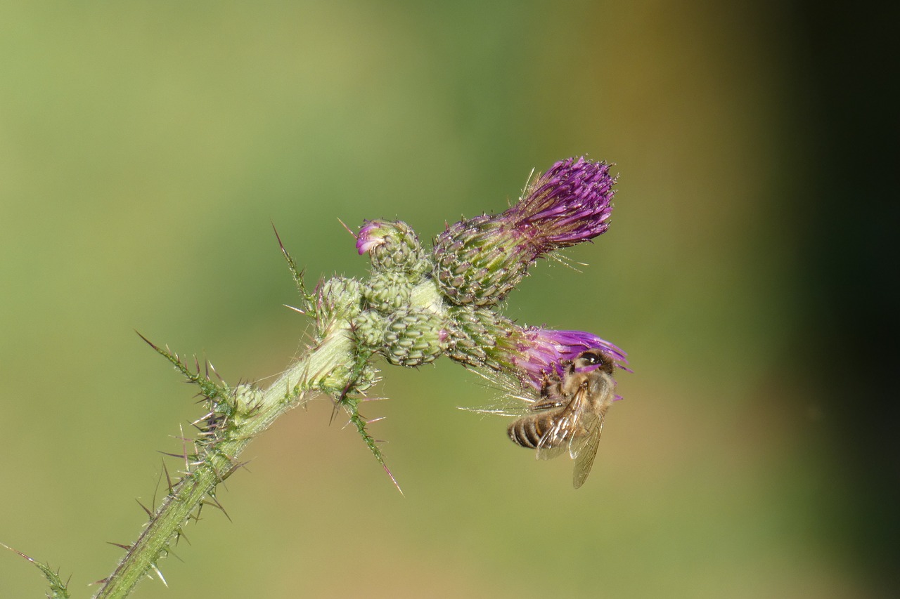 Thistle,  Bičių,  Augalų,  Pobūdį,  Vasara,  Žydi,  Violetinė,  Sodas,  Gėlė,  Gyvūnas