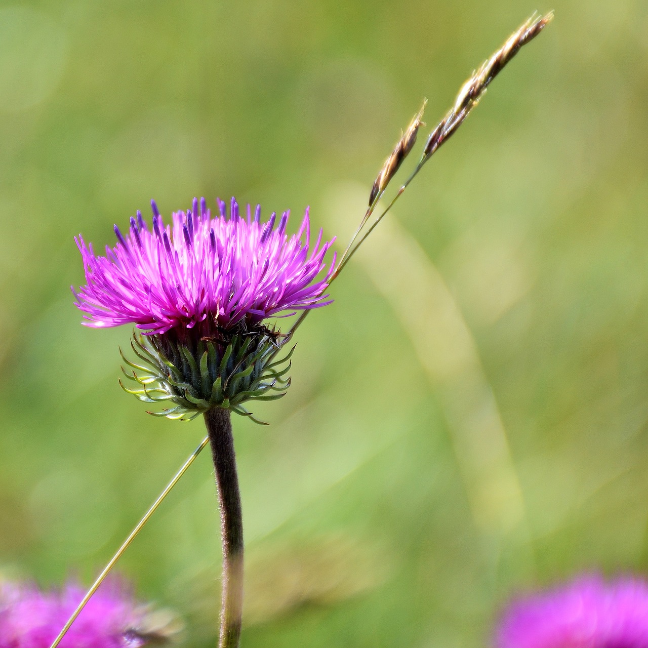 Thistle,  Pobūdį,  Žiedas,  Žydi,  Laukinių Gėlių,  Augalų,  Žalias, Nemokamos Nuotraukos,  Nemokama Licenzija