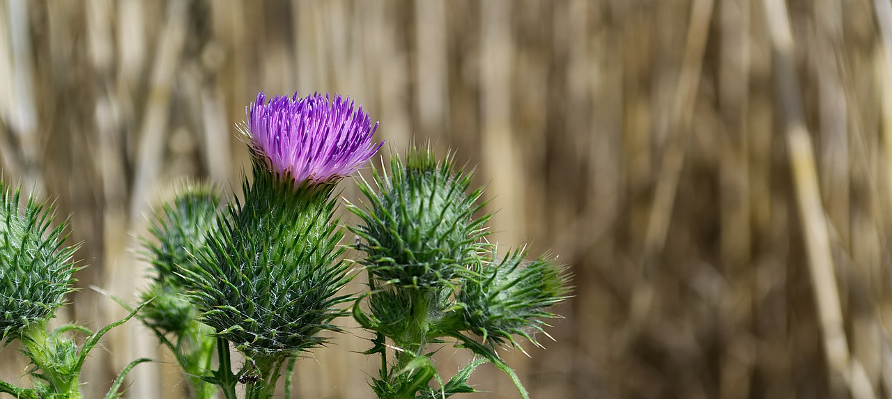 Thistle,  Violetinė,  Pobūdį,  Vasara,  Augalų,  Gėlė,  Floros,  Žiedas,  Žydi,  Iš Arti