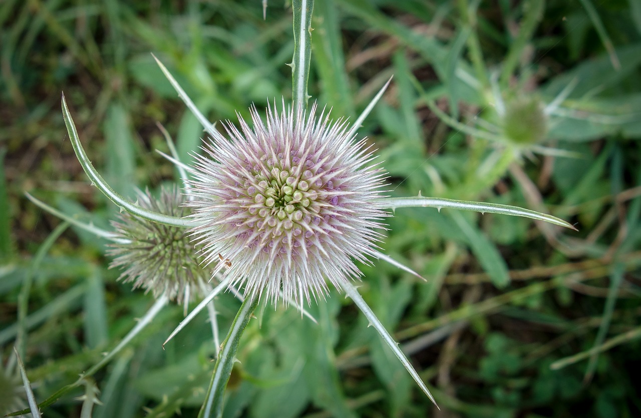 Thistle,  Meadow,  Makro,  Pobūdį,  Gėlė,  Augalų,  Vasara,  Žiedas,  Žydi,  Dygliuotas