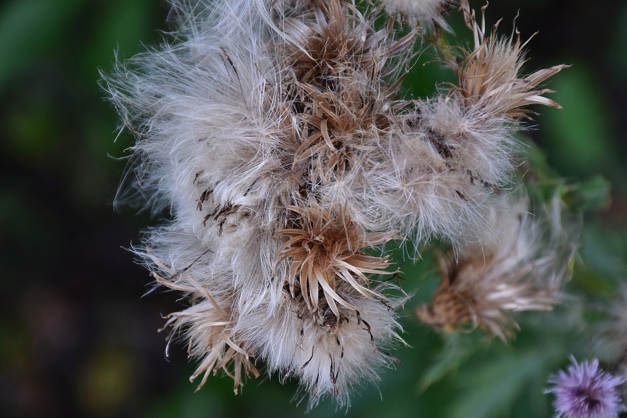 Thistle,  Lidpūka,  Gėlių Vainikinių,  Acker Usnis,  Floros,  Ostrożeń Arvense,  Laukinių Gėlių,  Augalų,  Pobūdį,  Gėlė