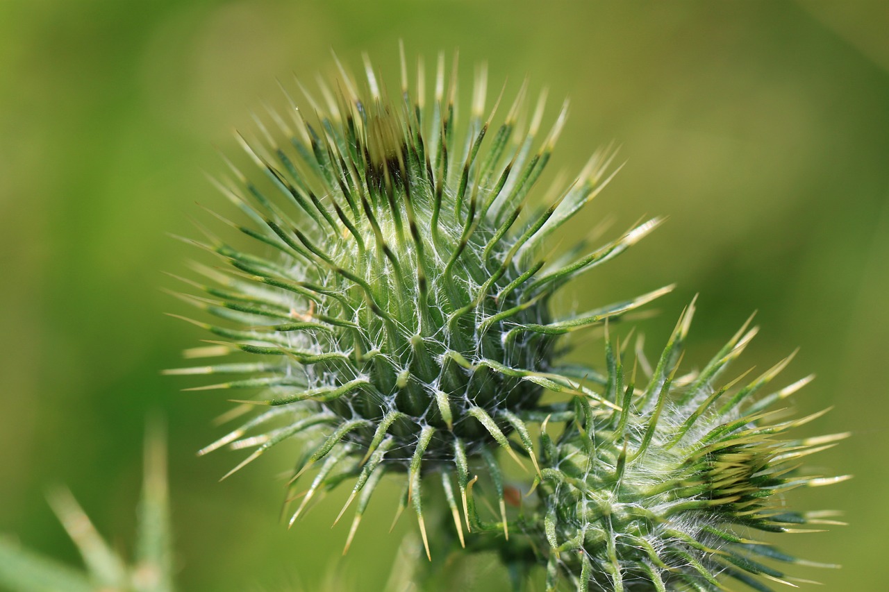 Drakonas, Augalas, Dygliuotas, Drakoninės Gėlės, Paskatinti, Žiedas, Žydėti, Drebulės, Erškėčių, Šerti