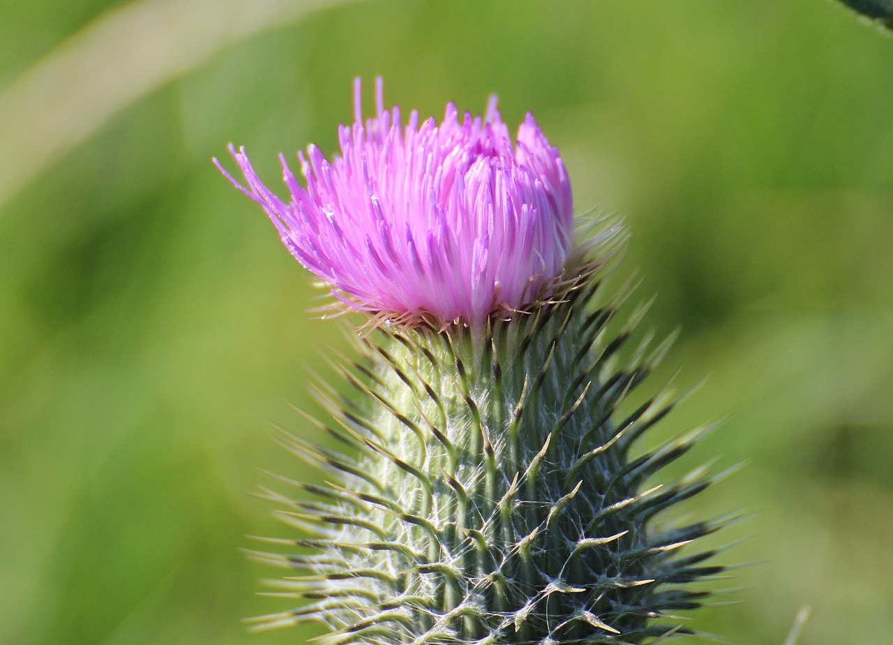 Drakonas, Kortelė, Millefiori, Dipsacus Sativus, Dipsacaceae, Dipsacoideae, Gamta, Žiedas, Žydėti, Žydėti