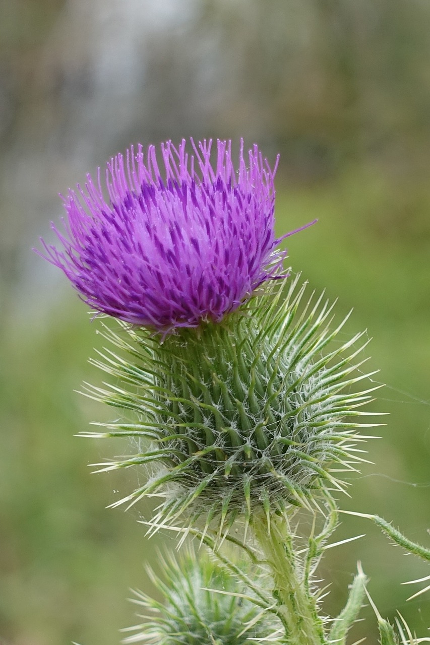 Drakonas, Makro, Gėlė, Scotch, Škotų, Piktžolių, Violetinė, Žiedas, Dilgėlė, Augalas