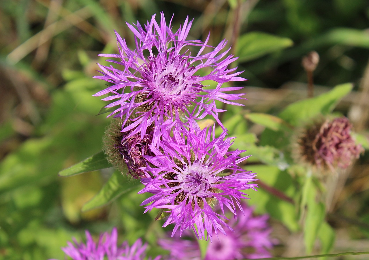 Drakonas, Kortelė, Millefiori, Dipsacus Sativus, Dipsacaceae, Dipsacoideae, Gamta, Žiedas, Žydėti, Žydėti