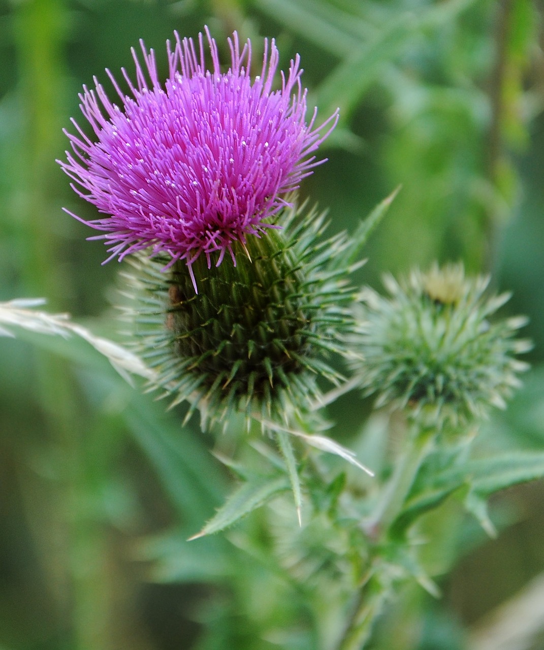 Drakonas,  Violetinė,  Žiedas,  Žydėti,  Gamta,  Gėlė, Nemokamos Nuotraukos,  Nemokama Licenzija