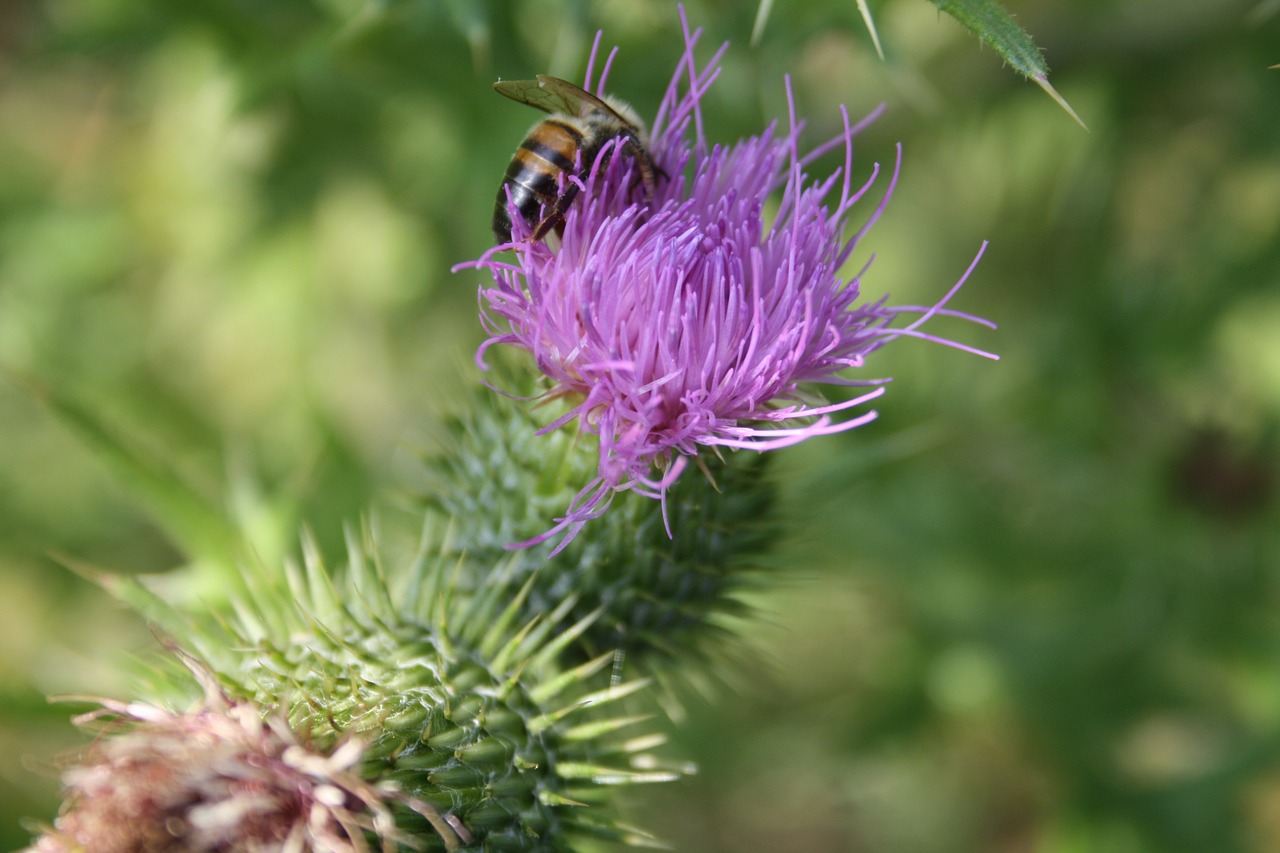 Drakonas, Bičių, Vabzdys, Gėlės, Smailas, Paskatinti, Gamta, Nemokamos Nuotraukos,  Nemokama Licenzija