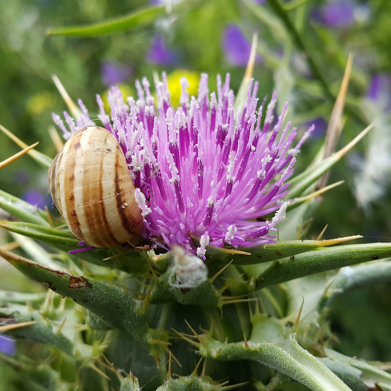 Drakonas, Gėlė, Erškėčių, Violetinė, Laukinė Gėlė, Sraigė, Nemokamos Nuotraukos,  Nemokama Licenzija