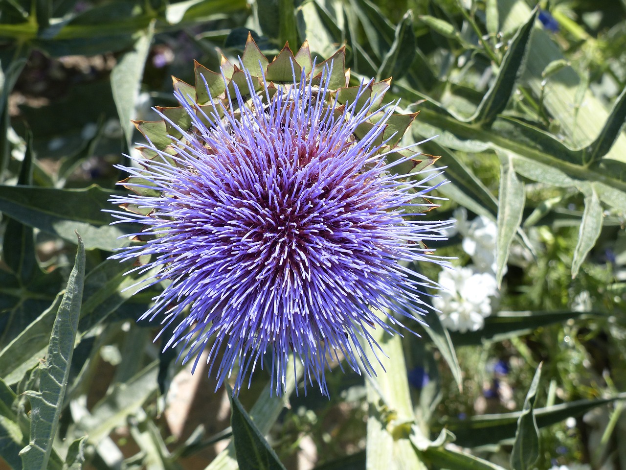 Drakonas,  Violetinė,  Žiedas,  Žydi, Nemokamos Nuotraukos,  Nemokama Licenzija