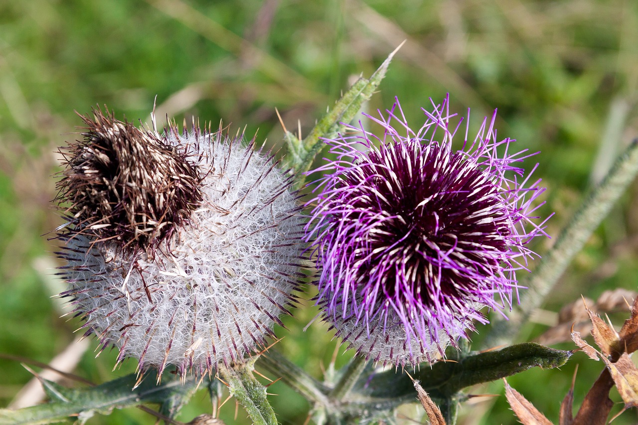 Drakonas, Blaudistel, Dygliuotas, Žiedas, Žydėti, Blattrosette, Užpildas, Augalas, Flora, Gėlė