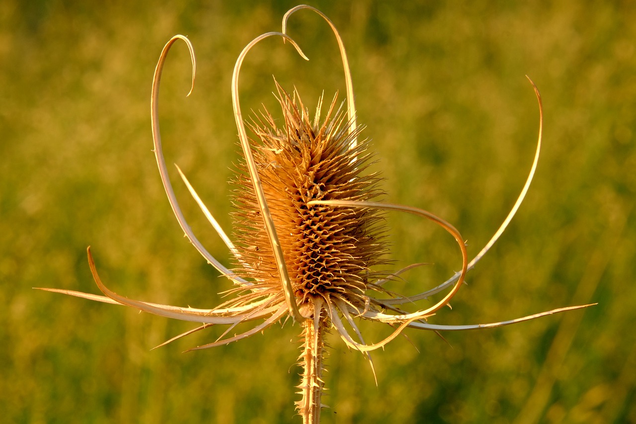 Drakonas, Dygliuotas, Žiedas, Žydėti, Gamta, Pieva, Laukiniai Augalai, Laukinė Gėlė, Gėlė, Kelias