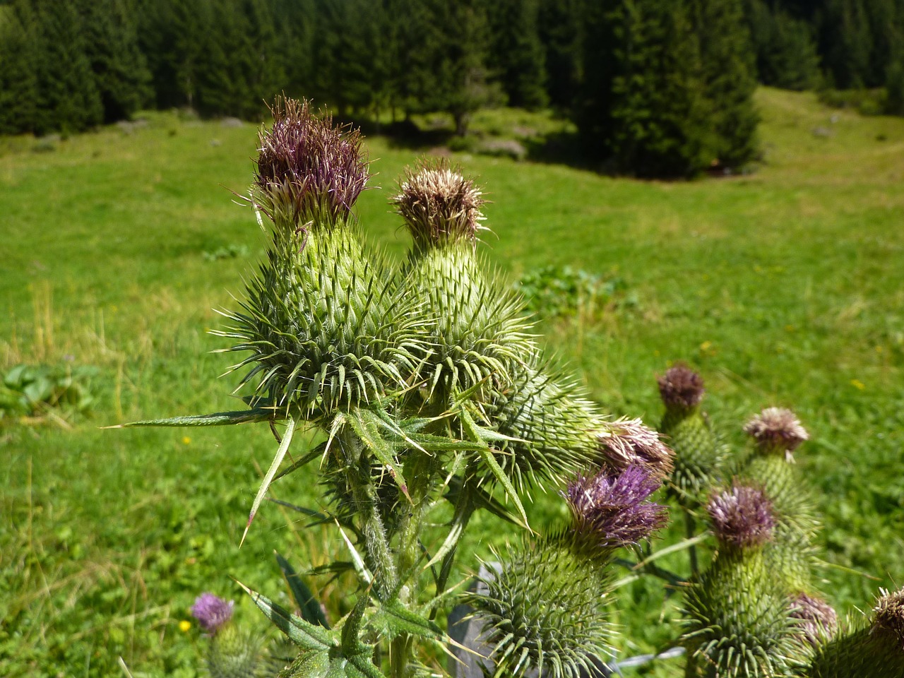 Drakonas, Gėlė, Gamta, Augalas, Nemokamos Nuotraukos,  Nemokama Licenzija