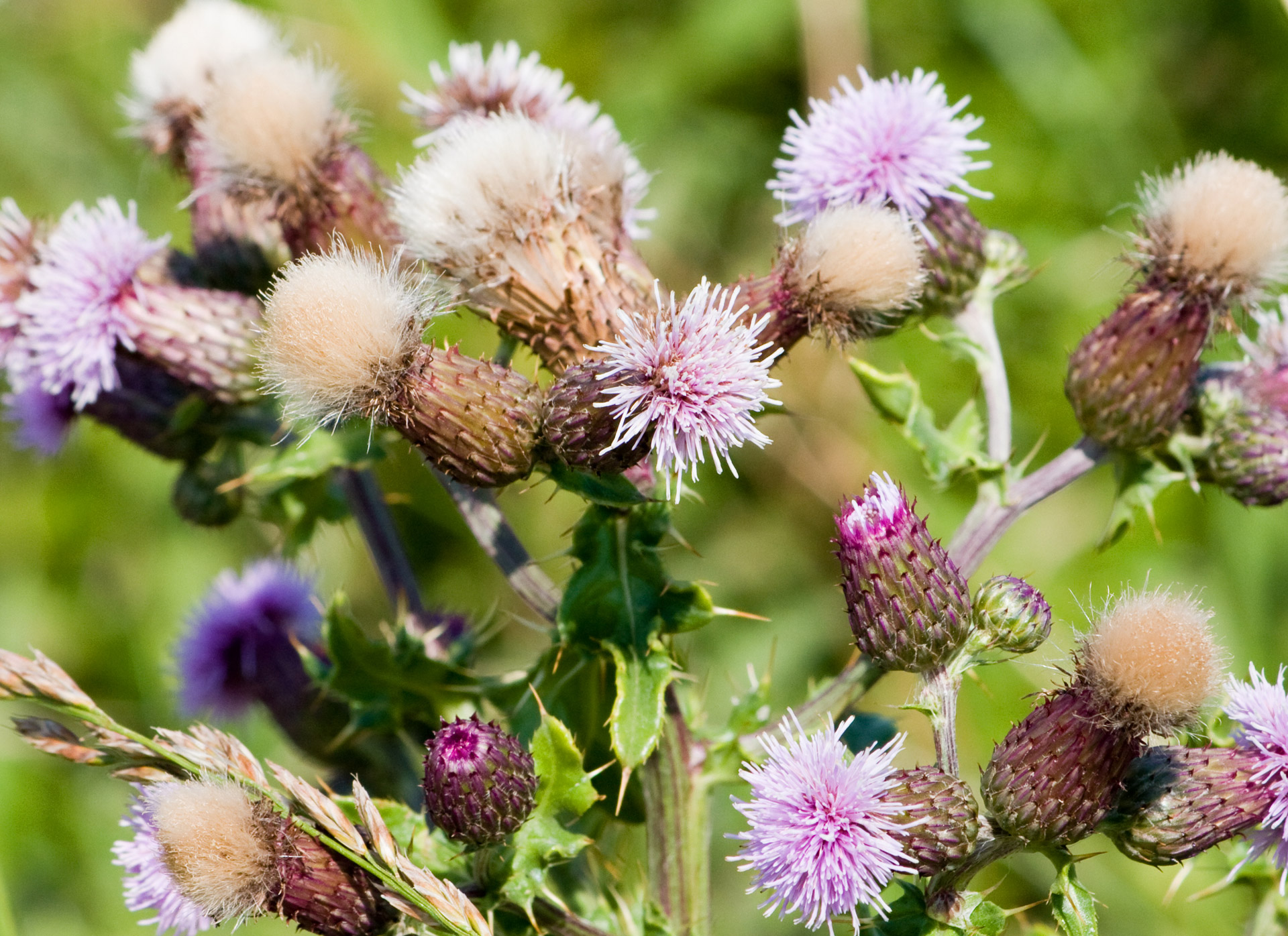 Drakonas,  Drebulės,  Gėlė,  Gėlės,  Thistle & Nbsp,  Gėlės,  Rožinis,  Gamta,  Iš Arti,  Detalės