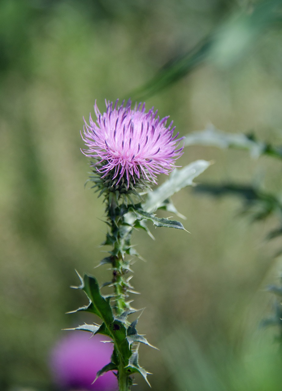 Smailas Rausvas, Carduus Acanthoides L, Augalas, Piktžolių, Laukinis Augalas, Gėlė, Lapai, Barb, Nemokamos Nuotraukos,  Nemokama Licenzija