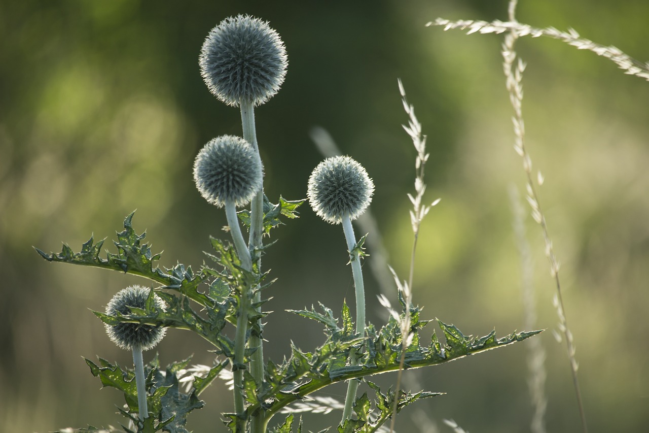 Usnis,  Pobūdį,  Thistle,  Vasara,  Augalų,  Gėlė,  Aplinka,  Iš Arti,  Spalva,  Gražus