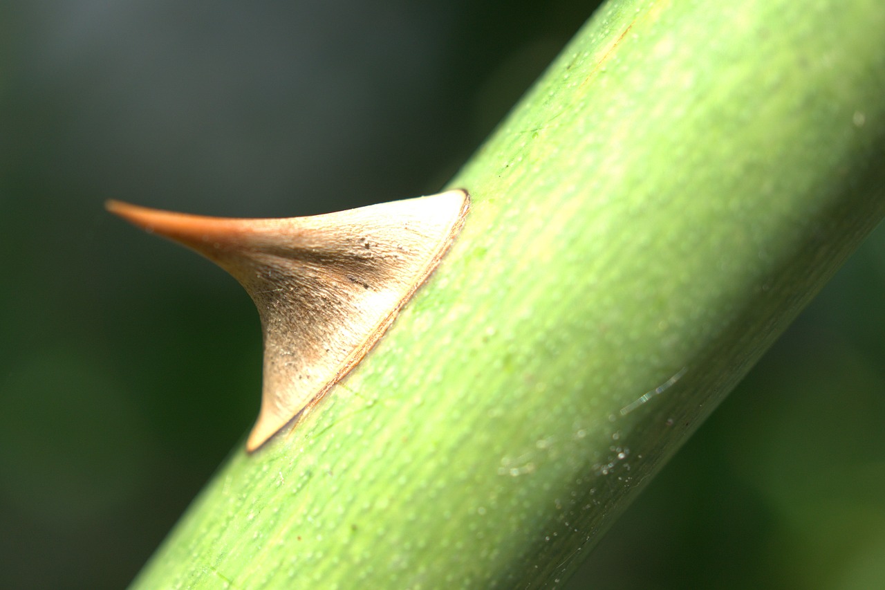 Thorn,  Išaugo,  Pobūdį,  Dygliuotas,  Augalų,  Žalias,  Grožio,  Sodo Rožė,  Makro,  Žiedas