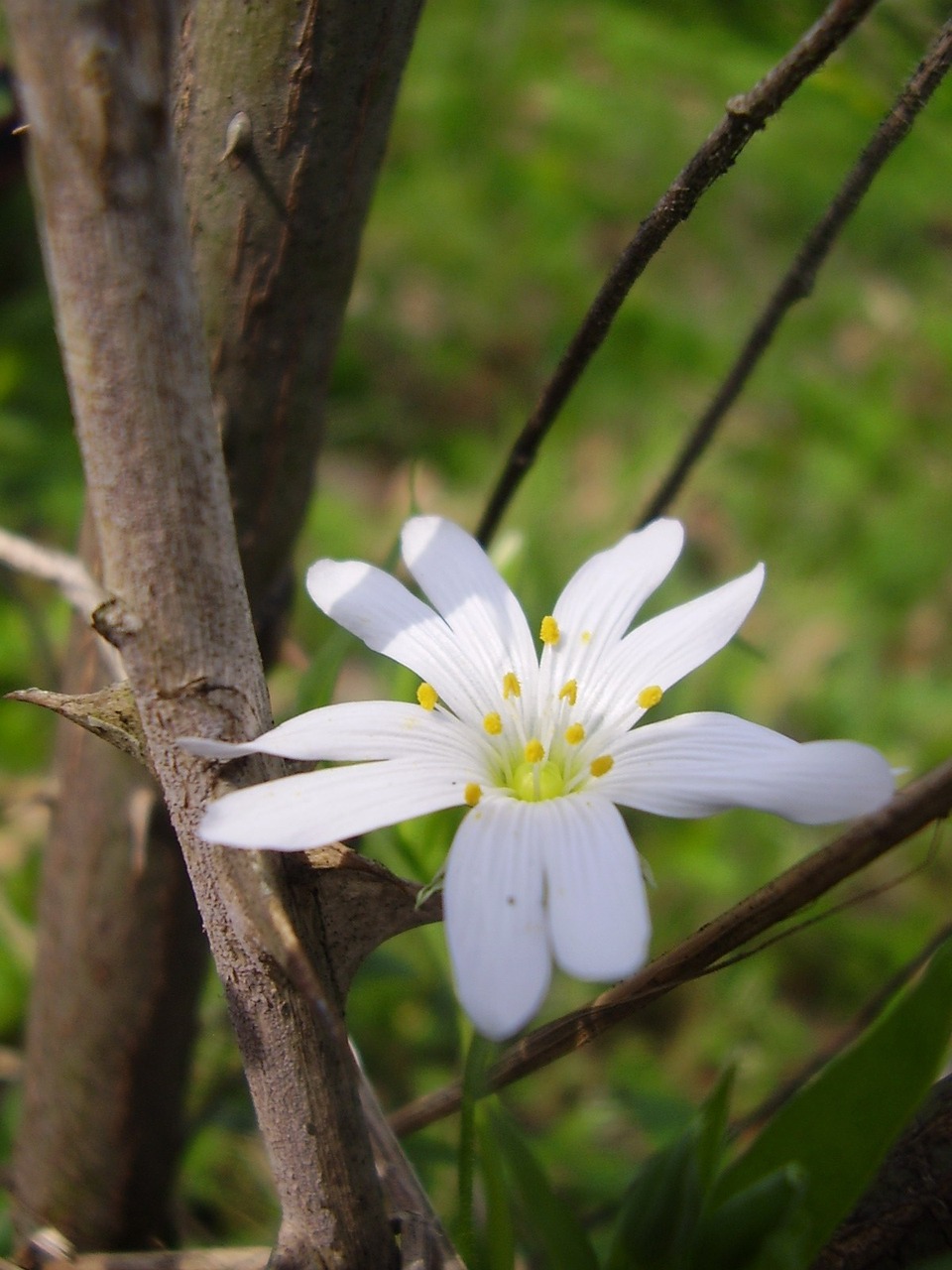 Erškėtis, Gėlė, Erškėčių Ir Gėlių, Flora, Balta, Balta Gėlė, Nemokamos Nuotraukos,  Nemokama Licenzija