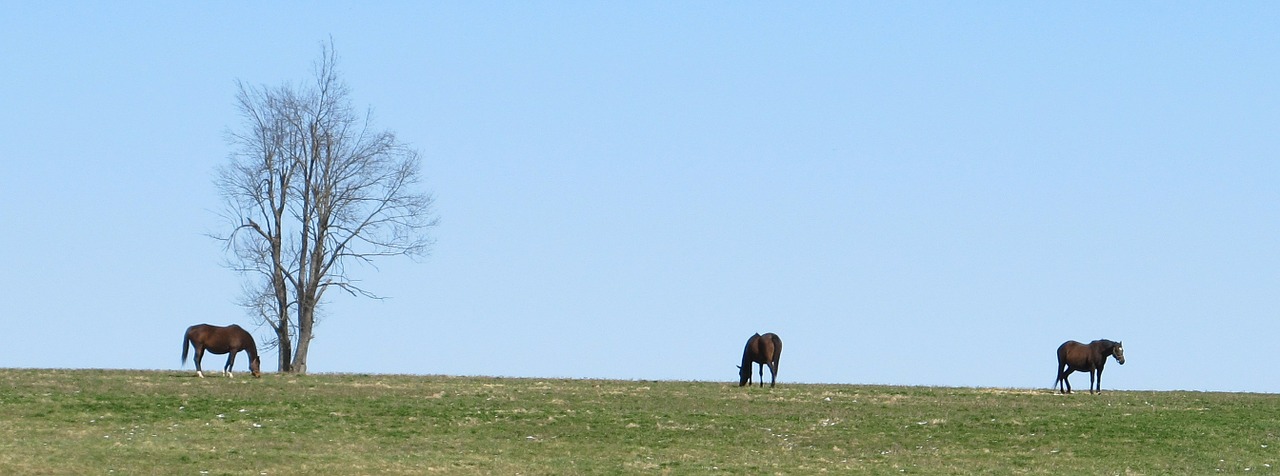 Grynakrybiai, Ganymas, Arklys, Kaimas, Kraštovaizdis, Mėlynas Dangus, Panorama, Panoraminis, Kentukis, Bluegrass