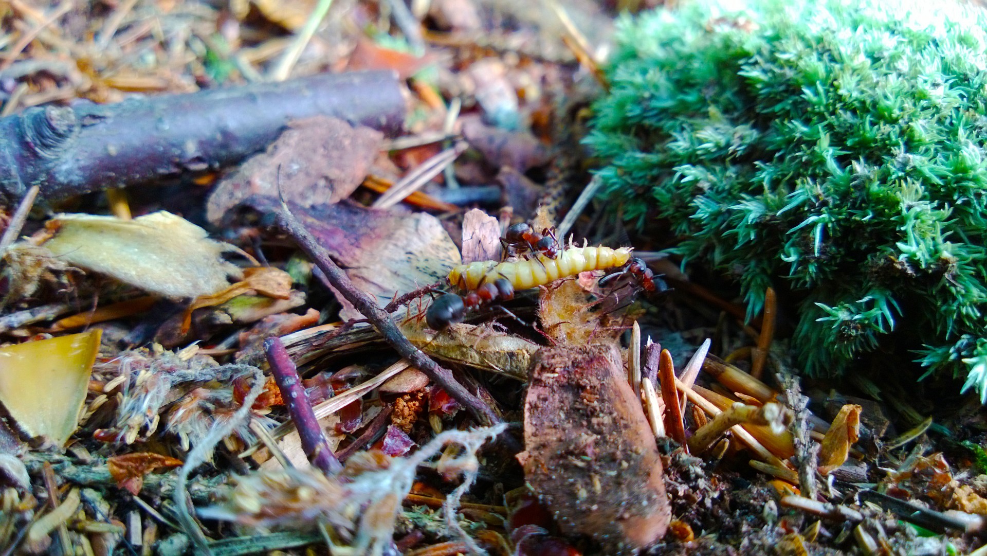 Skruzdėlės,  Makro,  Uždaryti,  Aukštyn,  Iš Arti,  Ant,  Trys Skruzdės Dirba Kartu, Nemokamos Nuotraukos,  Nemokama Licenzija