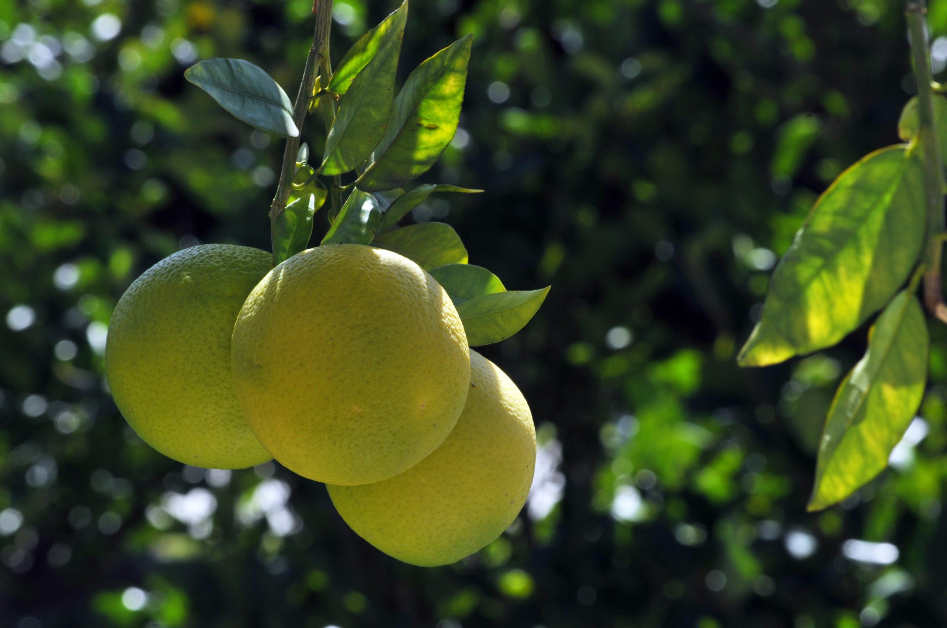 Greipfrutas,  Greipfrutai,  Medis,  Medžiai,  Vaisiai,  Vaisiai,  Sveikas,  Maistas,  Pavasaris,  Sodas