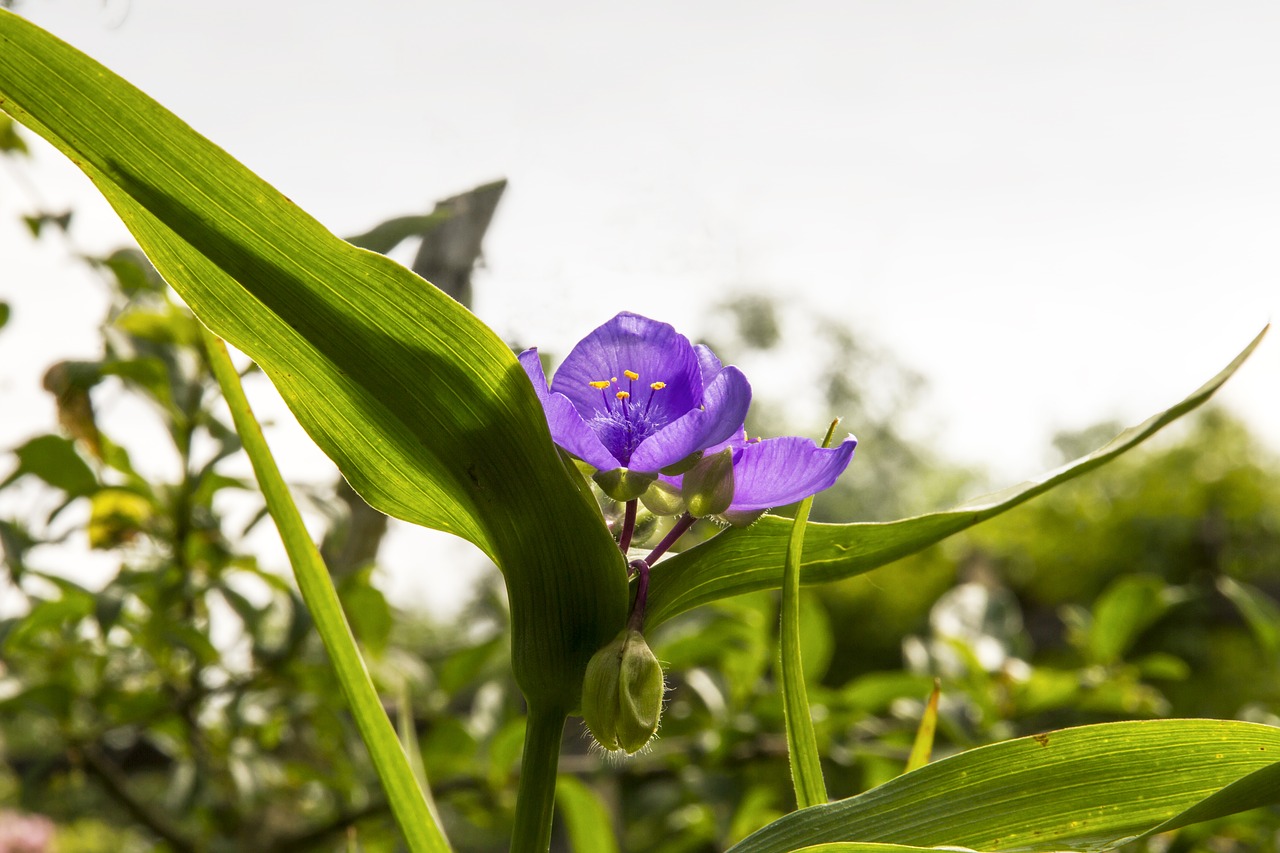 Trys Gėlių Meistrai, Tradescantia, Dievo Akys, Sodas, Žiedlapiai, Žiedas, Žydėti, Mėlynas, Trijų Lapų, Krautig