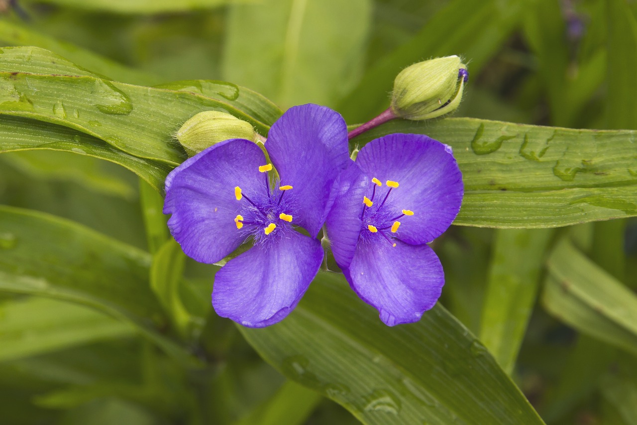 Trys Gėlių Meistrai, Tradescantia, Dievo Akys, Sodas, Žiedlapiai, Žiedas, Žydėti, Mėlynas, Trijų Lapų, Krautig