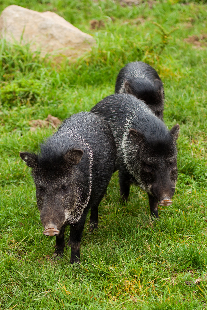 Gyvūnas,  Juoda,  Šernas,  Žolė,  Žalias,  Šernas,  Javelina,  Žinduolis,  Pecari,  Tajacu