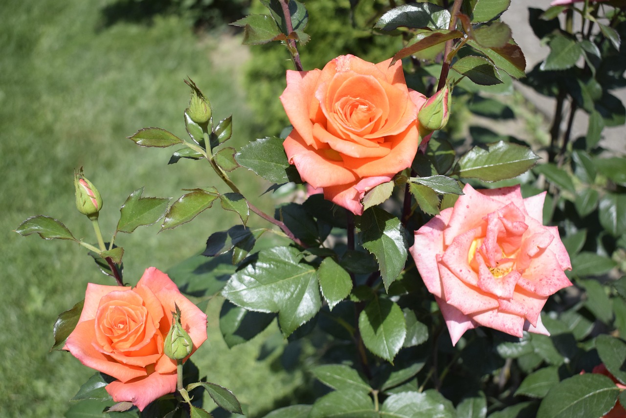 Trys Rožės,  Dvi Oranžinės Ir Viena Rožinė,  Ant Žaliame Fone, Nemokamos Nuotraukos,  Nemokama Licenzija