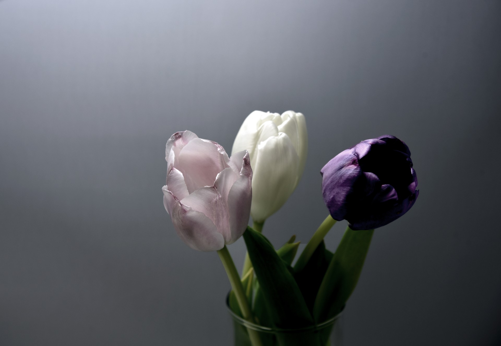 Тюльпаны минимализм. Тюльпан Пепл букет. Белые тюльпаны. Цветы тюльпаны белые. Серые тюльпаны.