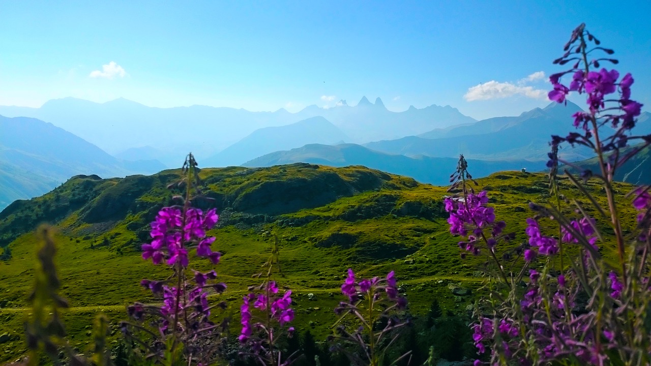 Trijų Zinnen,  Dolomitai,  Alpine,  Prancūzija,  Kalnai,  Gėlės,  Meadow,  Žygiai,  Perduoti,  Kalnų